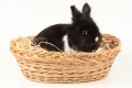 Kaninchenkorb