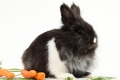 Bild 6 von Kaninchenfutter